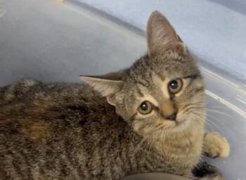 Rescue Domestic Short Hair Cats for Adoption in West Memphis, Arkansas - Percy | PetCurious