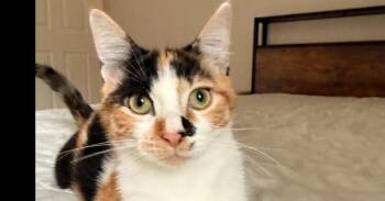 Marie Bonfamille -  Calico and Siamese Cat for Adoption in Austin, Texas - Marie Bonfamille | PetCurious