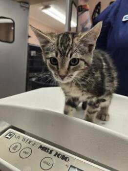 Tangerine -  Domestic Long Hair and Domestic Short Hair Cat for Adoption in Roseville, California - Tangerine | PetCurious