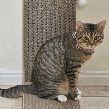 Bean Cowan -  Domestic Short Hair Cat for Adoption in Eagle Mountain, Utah - Bean Cowan | PetCurious