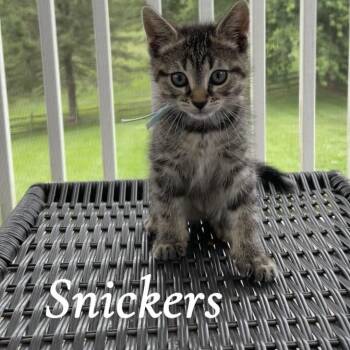 Snickers -  Domestic Short Hair Cat for Adoption in Bel Air, Maryland - Snickers | PetCurious