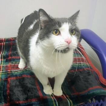 Domestic Short Hair Cats Available for Adoption - Bob | PetCurious