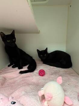 Domestic Short Hair Cats Available for Adoption in Johnson City, Tennessee - Ace (Hugh Cox) | PetCurious