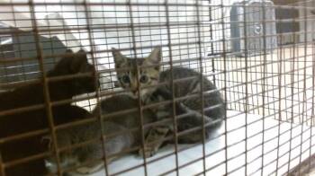 Domestic Short Hair Cats Available for Adoption in Doral, Florida - LAMONT | PetCurious