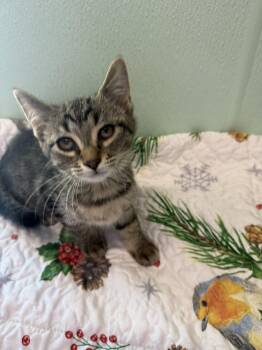 Domestic Short Hair Cats Available for Adoption in Altoona, Pennsylvania - Left Field | PetCurious