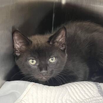 Edvard -  Domestic Short Hair Cat for Adoption in West Palm Beach, Florida - Edvard | PetCurious