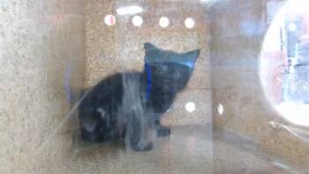 VERMITHOR -  Domestic Short Hair Cat for Adoption in Louisville, Kentucky - VERMITHOR | PetCurious