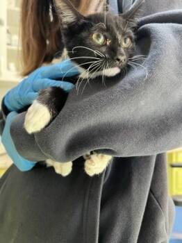 Pollito -  Domestic Short Hair Cat for Adoption in Daytona Beach, Florida - Pollito | PetCurious