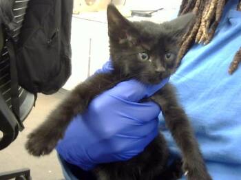 Rescue Domestic Short Hair Cats for Adoption in Dallas, Texas - IDA | PetCurious