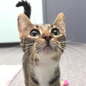 Jillian -  Domestic Short Hair Cat for Adoption in Zimmerman, Minnesota - Jillian | PetCurious