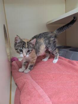 Domestic Short Hair Cats Available for Adoption in Little Rock, Arkansas - Magdalene | PetCurious