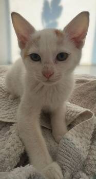 Martin -  Domestic Short Hair Cat for Adoption in Columbia, Tennessee - Martin | PetCurious