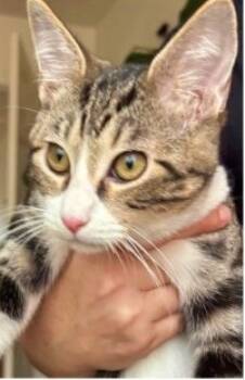 Rescue Domestic Short Hair Cats for Adoption in Morton Grove, Illinois - Phoebus | PetCurious
