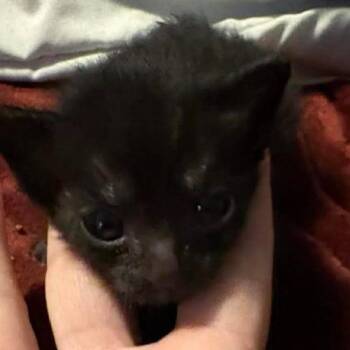 Robin C26-161 -  Domestic Short Hair Cat for Adoption in Lebanon, Tennessee - Robin C26-161 | PetCurious