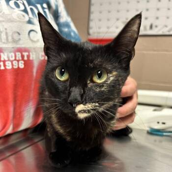 Harley Quinn -  Domestic Short Hair Cat for Adoption in Newport, North Carolina - Harley Quinn | PetCurious