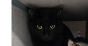 Rescue Domestic Short Hair Cats for Adoption in Fort Walton Beach, Florida - Billy (Gumbo) | PetCurious