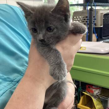 Jordyn -  Domestic Short Hair Cat for Adoption in Montgomery, Alabama - Jordyn | PetCurious