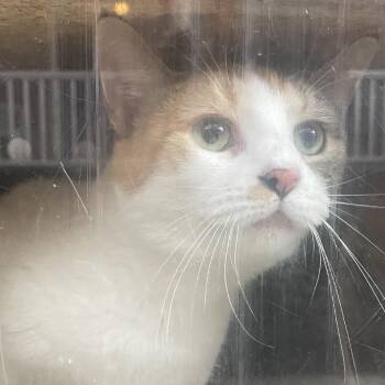 Salsa -  Domestic Short Hair Cat for Adoption in Philadelphia, Pennsylvania - Salsa | PetCurious