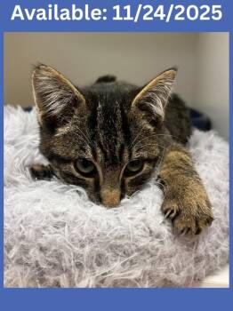 Rescue Domestic Short Hair Cats for Adoption in Greenville, Texas - Cat Condo #17 | PetCurious