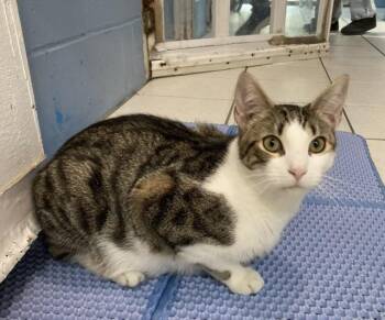Rescue Domestic Short Hair Cats for Adoption in Huntington, New York - Hansen | PetCurious
