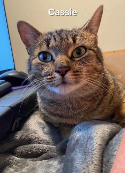 Domestic Short Hair Cats Available for Adoption - Cassie | PetCurious