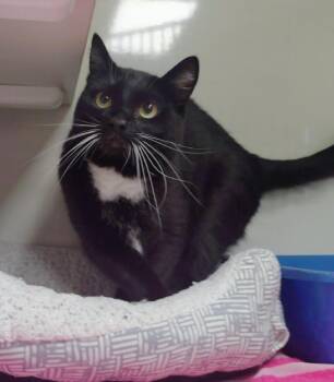 Domestic Short Hair Cats Available for Adoption in Corpus Christi, Texas - Pepper | PetCurious