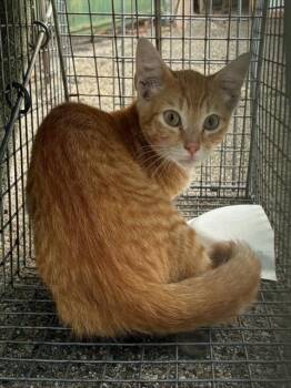 BASE LINE 3 -  Domestic Medium Hair Cat for Adoption in Rancho Cucamonga, California - BASE LINE 3 | PetCurious