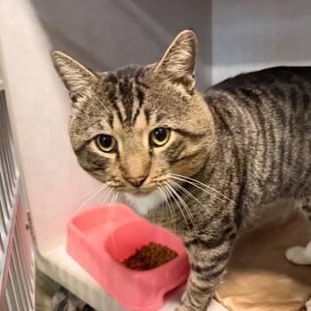 Travis -  Domestic Short Hair Cat for Adoption in Summerville, South Carolina - Travis | PetCurious