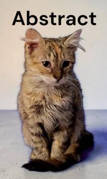 Abstract -  Torbie Cat for Adoption in Weems, Virginia - Abstract | PetCurious