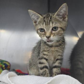 Strawberry Jam 26-0179 -  Domestic Short Hair Cat for Adoption in Yanceyville, North Carolina - Strawberry Jam 26-0179 | PetCurious