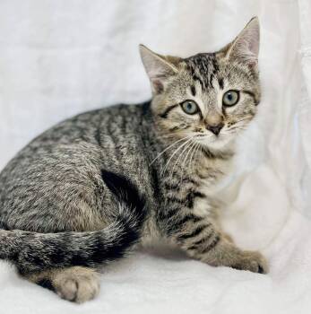 Rescue Tabby and Bengal Cats for Adoption in Bedford Hills, New York - Camaro Cannot Be Any Sweeter Or Cuter!  VIDEO Of This Gentle Gir | PetCurious