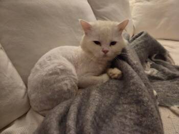 Turkish Angora Cats Available for Adoption in Lunenburg, Massachusetts - Elvis | PetCurious