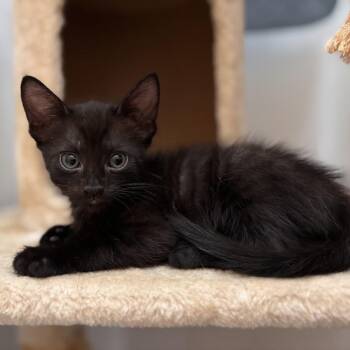 Zeppelin -  Domestic Medium Hair Cat for Adoption in Long Beach, California - Zeppelin | PetCurious