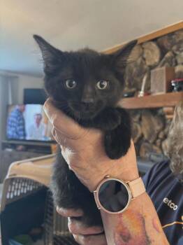 Philly Gr. -  Domestic Short Hair Cat for Adoption in West Peoria, Illinois - Philly Gr. | PetCurious