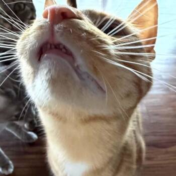 Domestic Short Hair Cats Available for Adoption in Antioch, California - Collin | PetCurious