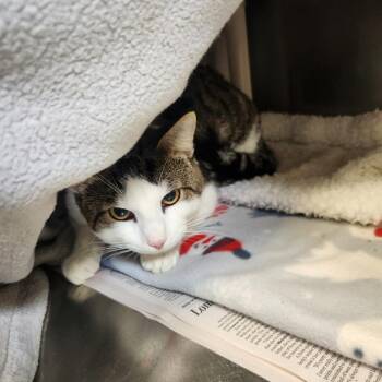 Domestic Short Hair Cats Available for Adoption in Brockton, Massachusetts - Lulu | PetCurious