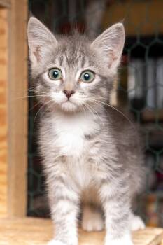 Garrison -  Tabby Cat for Adoption in Cardwell, Montana - Garrison | PetCurious