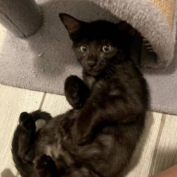 Rescue Domestic Medium Hair Cats for Adoption in Long Beach, California - Misses | PetCurious