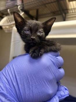 Shelter Name: Wiggles -  Domestic Short Hair Cat for Adoption in Vero Beach, Florida - Shelter Name: Wiggles | PetCurious