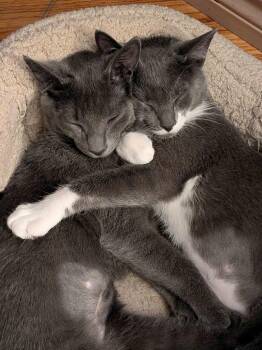 Menace / Miss Demeanor -  Domestic Short Hair Cat for Adoption in Minneapolis, Minnesota - Menace / Miss Demeanor | PetCurious