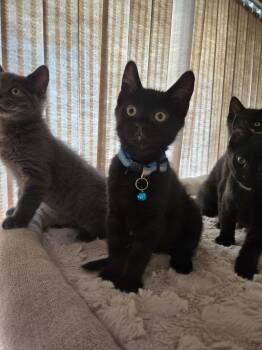 Domestic Short Hair Cats Available for Adoption in Walled Lake, Michigan - Hunter(MUST BE ADOPTED WITH HOLLY) | PetCurious