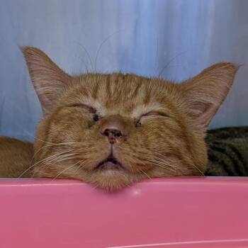 Domestic Short Hair Cats Available for Adoption in Spokane, Washington - Jack | PetCurious