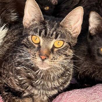 Paulie  (The forgotten) -  Domestic Short Hair Cat for Adoption in Lancaster, Ohio - Paulie  (The Forgotten) | PetCurious