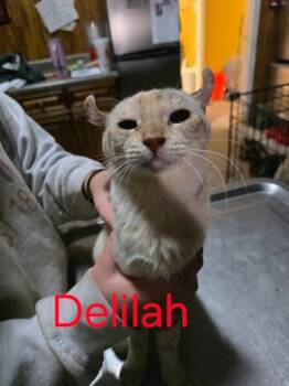 Rescue Highland Fold Cats for Adoption in Zimmerman, Minnesota - Delilah | PetCurious