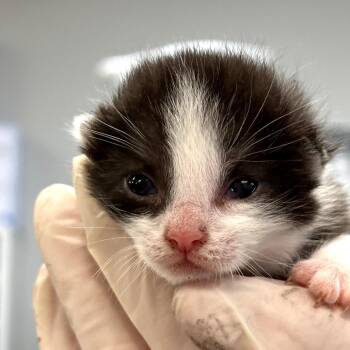 Bandit -  Domestic Short Hair Cat for Adoption in Salt Lake City, Utah - Bandit | PetCurious