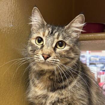 Domestic Medium Hair Cats Available for Adoption in Sonora, California - Juju | PetCurious