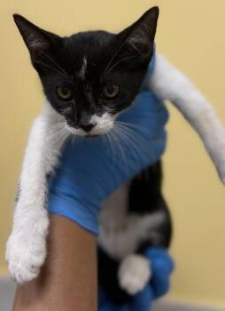 Krims -  Domestic Short Hair Cat for Adoption in Honolulu, Hawaii - Krims | PetCurious