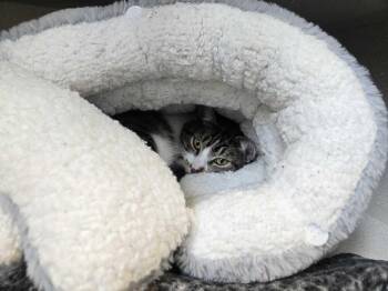 Domestic Short Hair Cats Available for Adoption in Bowling Green, Ohio - Moose | PetCurious