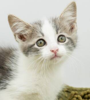 Palmer is oh so PRECIOUS -  Turkish Van and Ragdoll Cat for Adoption in Bedford Hills, New York - Palmer Is Oh So PRECIOUS | PetCurious