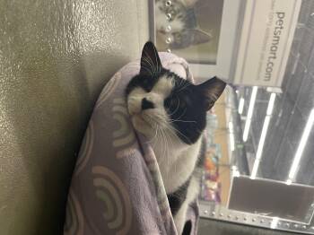 Domestic Short Hair Cats Available for Adoption in Stockton, California - Malvan INDOOR ONLY  | PetCurious